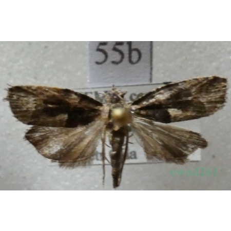 Eudemis profundana (Denis & Schiffermüller, 1775) Czech55b